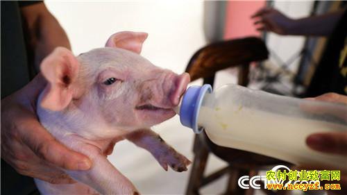 ��Ů��ʦ�������� һͷ����3000��Ԫ