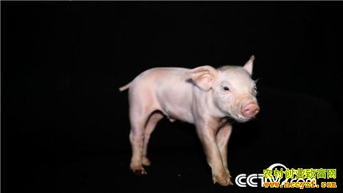 ��Ů��ʦ�������� һͷ����3000��Ԫ