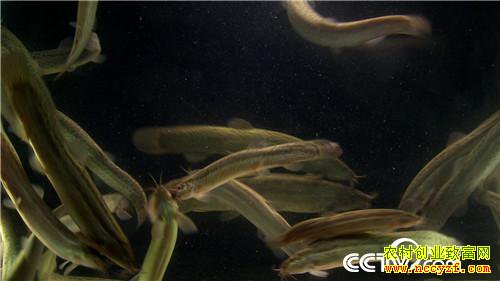 [�¸���]2��Ԫ2Ķ�� �����ֱ���ӭ��ǧ��� 20181121 