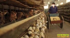 ������ֳ�ɱ�Ͷ�벻�������� ���紴ҵ��������������