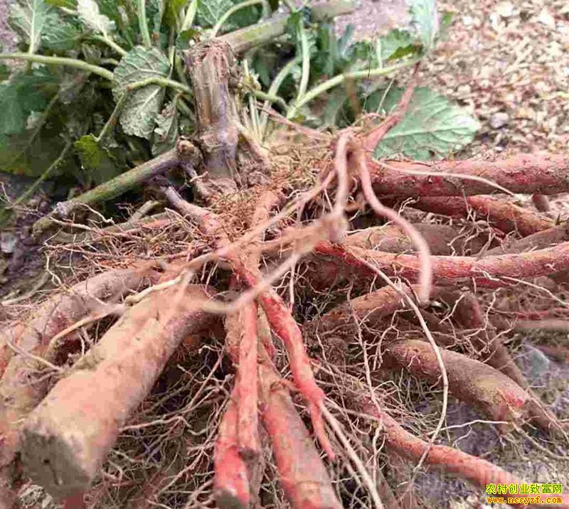 ���ز���������ڵĵ����ʻ�