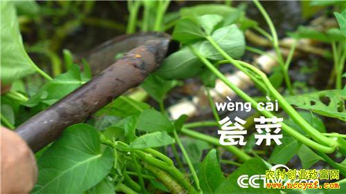 �¸�����ˮ����Ư���ĲƸ�(20171120)