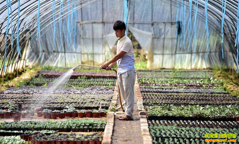 ���շ���90����ѧ�����Ƿɻ��紴ҵ��ֲ����������30��Ԫ