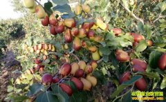 �½���ĩ���������ֲ�л�����һ�������߰���Ԫ