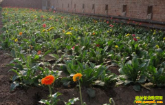 �Ĵ�üɽ�������ֲ���޾��������ǧ��