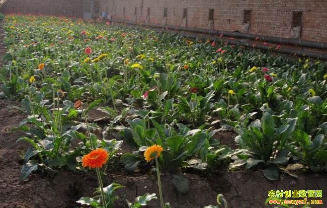 �Ĵ�üɽ�������ֲ���޾��������ǧ��