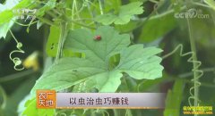 [ũ�����]����С��ɽ�봺���Գ��γ���׬Ǯ