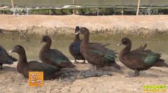 [ũ�����]�����γ���¡��Ѽ˾������淵�紴ҵ����Ѽ