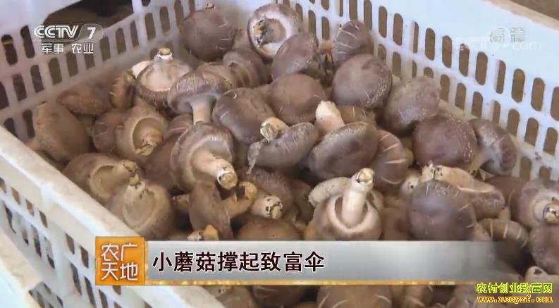 [ũ�����]�ӱ�ƽȪ����־����ֲ�㹽�����¸�ɡ