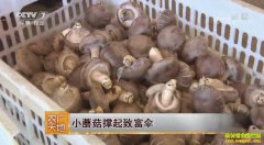 [ũ�����]�ӱ�ƽȪ����־����ֲ�㹽�����¸�ɡ