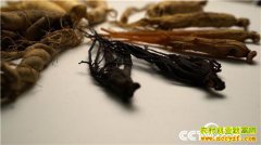 [�¸���]����������������ֲ�˲��ջ�ǧ��Ƹ�