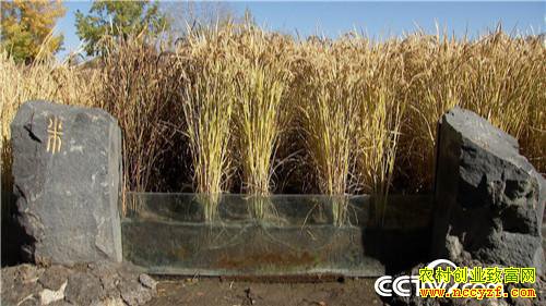 [�¸���]�Ƹ�����ʯͷ�� ��С�ﱿ��׬��Ǯ 20181204 