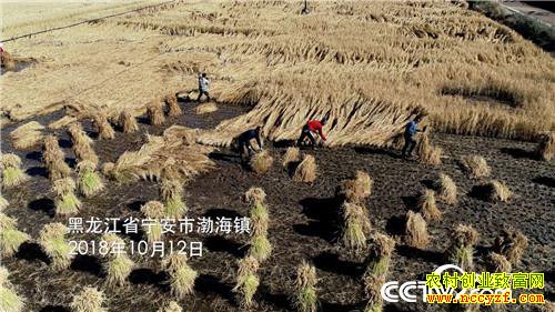 [�¸���]�Ƹ�����ʯͷ�� ��С�ﱿ��׬��Ǯ 20181204 