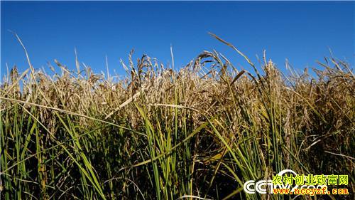 [�¸���]�Ƹ�����ʯͷ�� ��С�ﱿ��׬��Ǯ 20181204 