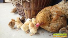 �㽭����90���������ഴҵ���조����ũ����