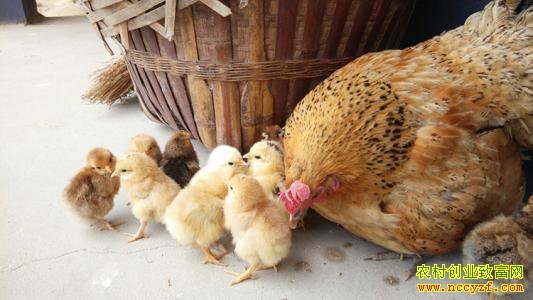 �㽭����90���������ഴҵ���조����ũ����