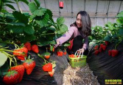 �����ݮ���� �����ݮ�۸��������