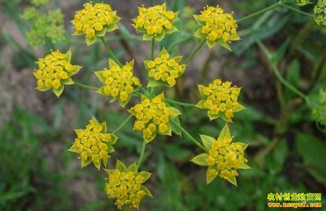 �ʺ϶�����ֲ��������ҩ��Ʒ��-���