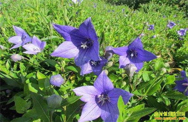 �ʺ϶�����ֲ��������ҩ��Ʒ��-�۹�