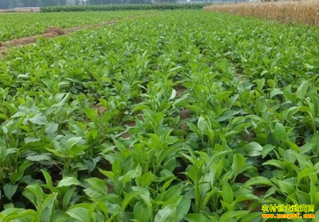 �ʺ϶�����ֲ��������ҩ��Ʒ��-����