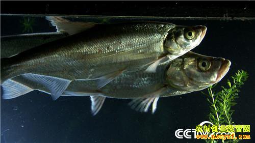 [�¸���]������� ������������3000�� 20181205 