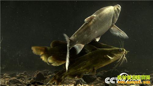 [�¸���]������� ������������3000�� 20181205 