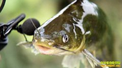 [�¸���]������� �㽭�����ëͷ������������3000��