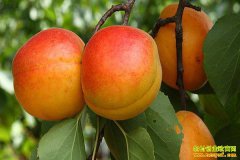 ɽ����̩��Ѯ�Ϻ�������һ����������ǧ��Ƹ�