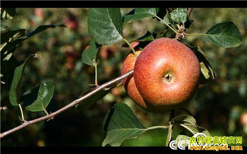 [�¸���]��ƻ���۸� ȫ��һ�� 20181206 