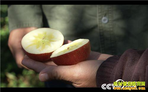 [�¸���]��ƻ���۸� ȫ��һ�� 20181206 