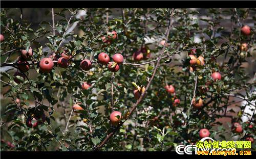 [�¸���]��ƻ���۸� ȫ��һ�� 20181206 