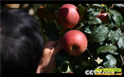 [�¸���]��ƻ���۸� ȫ��һ�� 20181206 