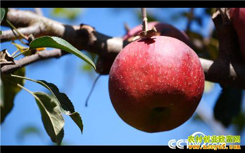 [�¸���]��ƻ���۸� ȫ��һ�� 20181206 