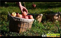 [�¸���]��ƻ���۸� �㽭�𻪱�������ƻ��ȫ��һ��