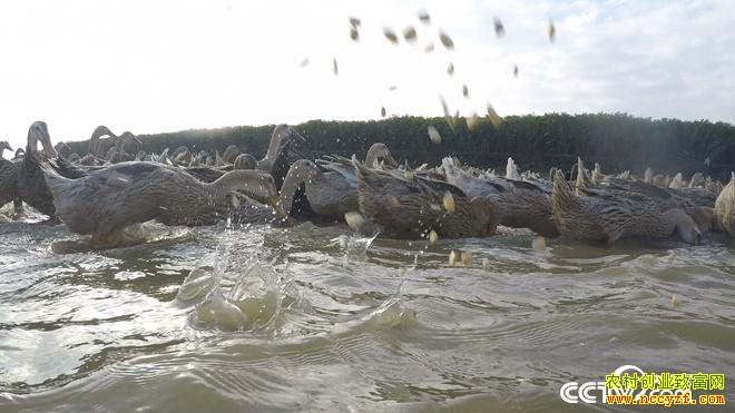 ��нС���Ѽ�º� ����������ǧ��