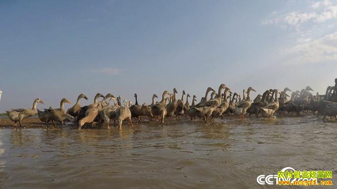 ��нС���Ѽ�º� ����������ǧ��