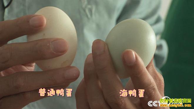 ��нС���Ѽ�º� ����������ǧ��