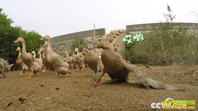 [�¸���]�����������л���Ѽ�º� ����������ǧ��