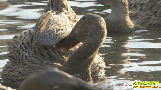 ��нС���Ѽ�º� ����������ǧ��