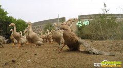 [�¸���]�����������л���Ѽ�º� ��Ѽ����������ǧ��