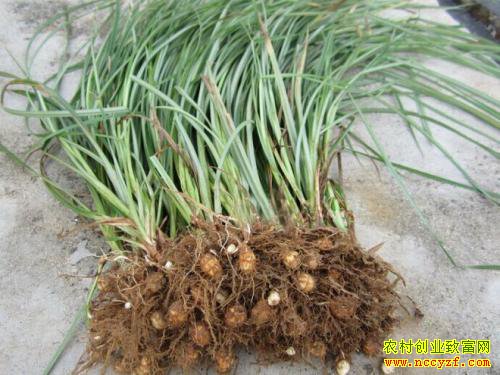 ��ʲô��׬Ǯ����ֲ��ƻ������ɯ������ɹ�