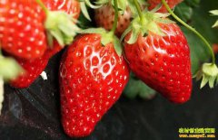 2019��3��4�����²�ݮ�۸�����