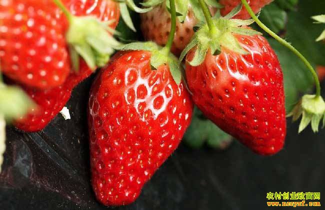 ��ݮ�������� �۸�����ƽ��