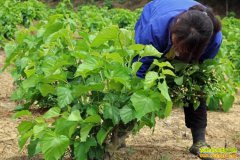 �㶫Ӣ����������ɣ������ �ӹ�ɣҶ������800��Ԫ