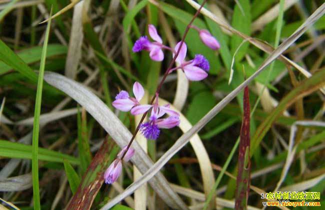 2019����ֲʲô��ҩ��ǰ���ã�Զ־��ֲ