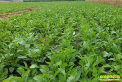 2019����ֲʲô��ҩ����׬Ǯ��