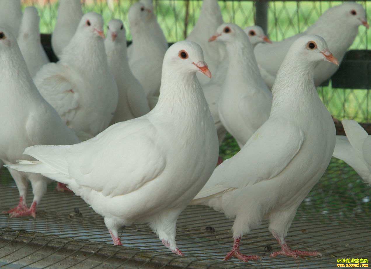 ���������ܸ����봴ҵ 700��ֻ���������������