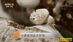 [ũ�����]����������Ч����ֲ�㹽�������г�