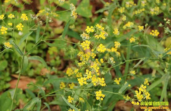 �����ʺ���ֲ��Щ��ҩ�ģ�2019����ֲʲô��ҩ����׬Ǯ��