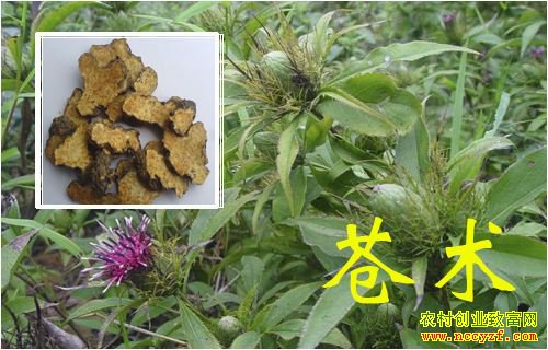 �����ʺ���ֲ��Щ��ҩ�ģ�2019����ֲʲô��ҩ����׬Ǯ��